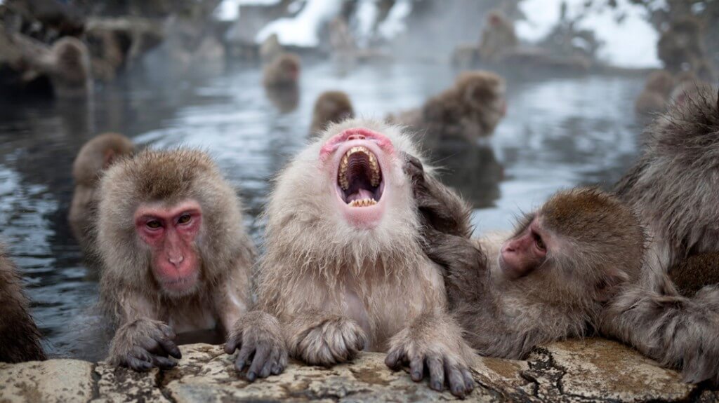 Laughing-Monkey-in-Snowy-Onsen-1024x575