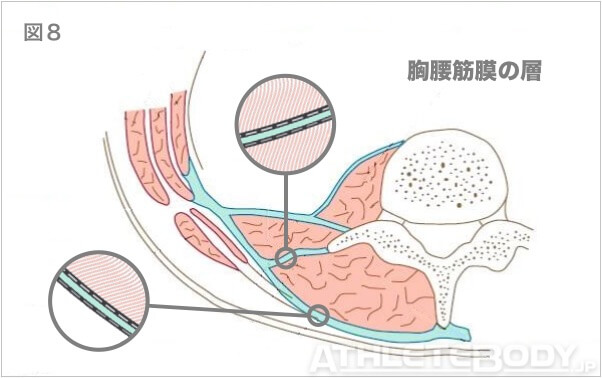 図8 胸腰筋膜の層 AthleteBody.jp