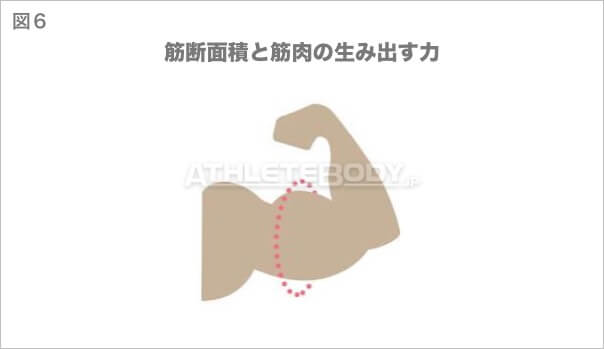 図6 筋断面積と筋肉の生み出す力 AthleteBody.jp
