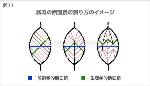 図11 筋肉の断面積の測り方のイメージ AthleteBody.jp