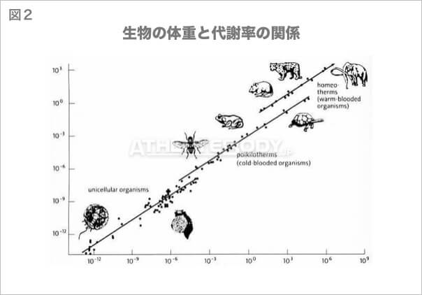 図2 生物の体重と代謝率の関係 AthleteBody.jp