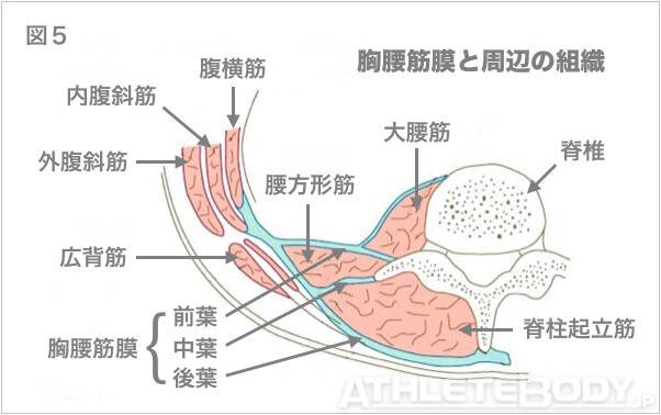 図4 胸腰筋膜の構造と機能 AthleteBody.jp