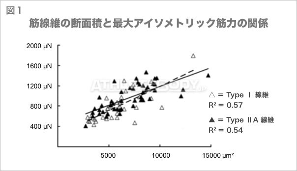 図1 筋線維の断面積と最大アイソメトリック筋力の関係 AthleteBody.jp