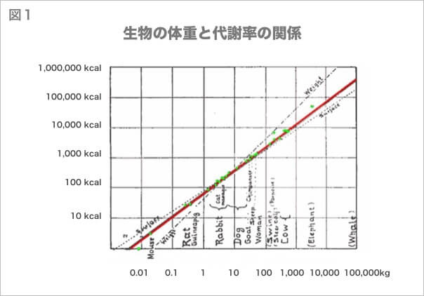 図1 生物の体重と代謝率の関係 AthleteBody.jp