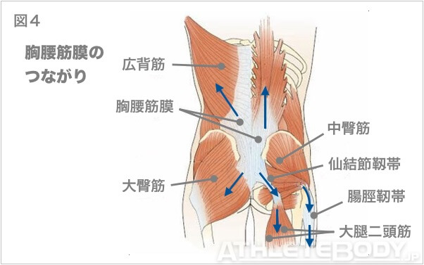 図4 胸腰筋膜の構造と機能 AthleteBody.jp